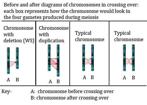 Genetics Williams Syndrome Genetics Meiosis