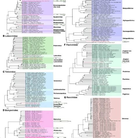 Phylogenetic Trees Of The Rna Dependent Rna Polymerase Rdrp