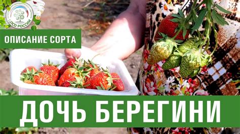 Клубника. Описание сорта Дочь Берегини. Айтжанова Светлана Дмитриевна о ...
