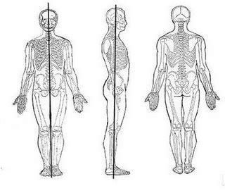 La Anatomia Humana