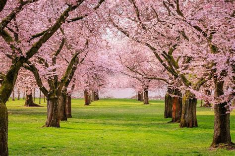 5 árboles Con Flores Rosas Ideales Para Tu Jardín Decoració