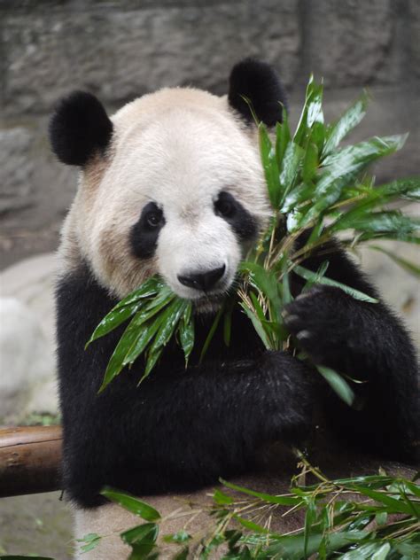 Encyclopaedia of Babies of Beautiful Wild Animals: Giant Panda with the Bamboo: Beautiful ...