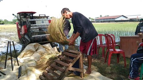 Lagi Petani Cirebon Ciptakan Padi Varietas Baru