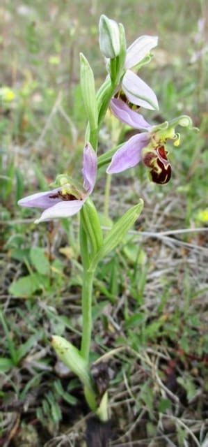 Bee Orchid - Tree Guide UK Bee Orchid pollination