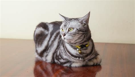 American Shorthair Kedisi Zellikleri Ve Bak M Uplifers