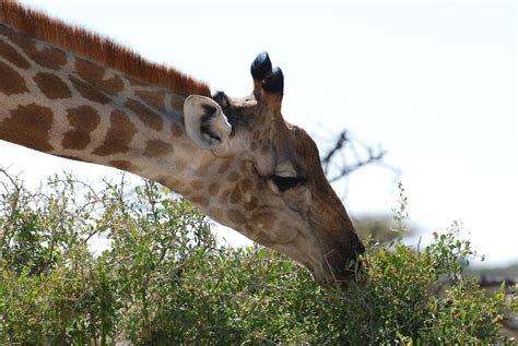 1920x1200 Wallpaper Brown Giraffe Peakpx