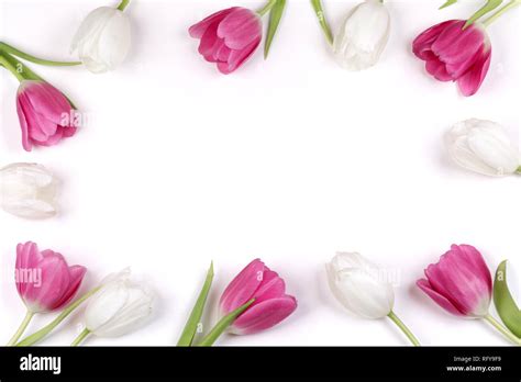 Pink And White Tulip Flower Border Frame Isolated On A White Background