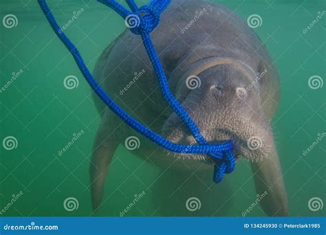 Florida Manatee Eating Algae Off Rope Stock Photo - Image of rope, fauna: 134245930