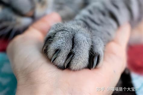 养猫久后才明白，当你摸猫咪的爪子，它是这么想的！ 知乎