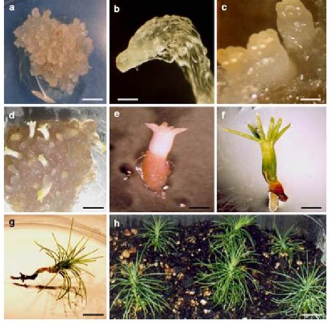 Somatic Embryogenesis And Plantlet Regeneration From Somatic Embryos Of