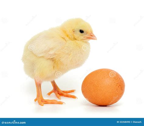 Baby Chicken And Brown Egg Stock Photo Image 32268490