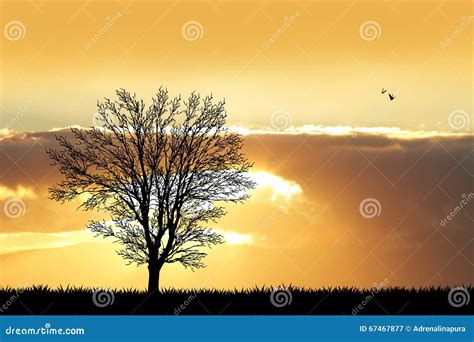 Tree Silhouette At Sunset Stock Illustration Illustration Of Plant