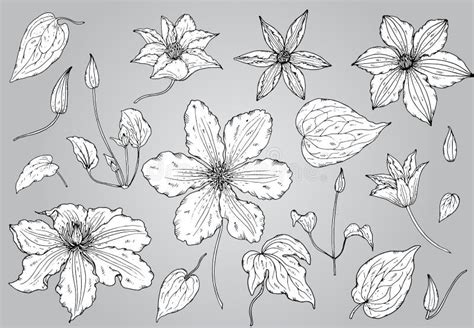 Grupo De Flores Tiradas M O Da Clematite Ilustra O Stock Ilustra O