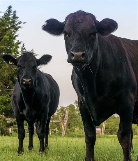 Whiskey Ranch Horse And Cattle Sales