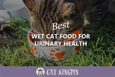 Best Wet Cat Food For Urinary Health 2025 Buyers Guide And Reviews