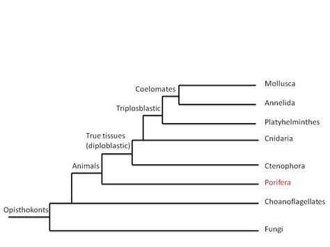 Phylum Porifera