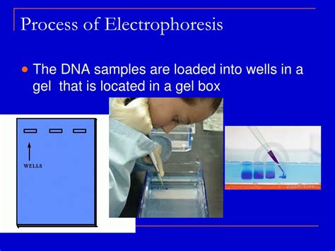 Ppt Gel Electrophoresis Powerpoint Presentation Free Download Id647776