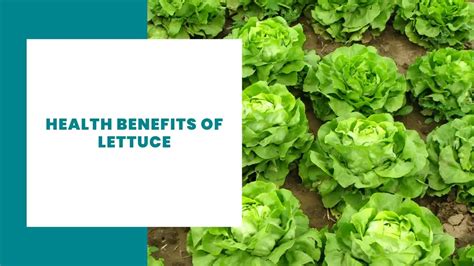 10 Health Benefits Of Lettuce