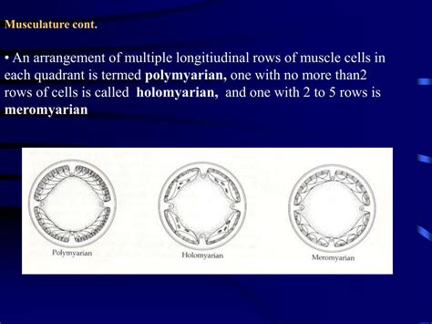 PPT - Chapter 22 - Nematodes: Form, Function, and Classification PowerPoint Presentation - ID:721637