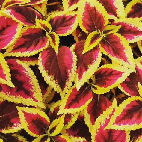 Coleus Saturn