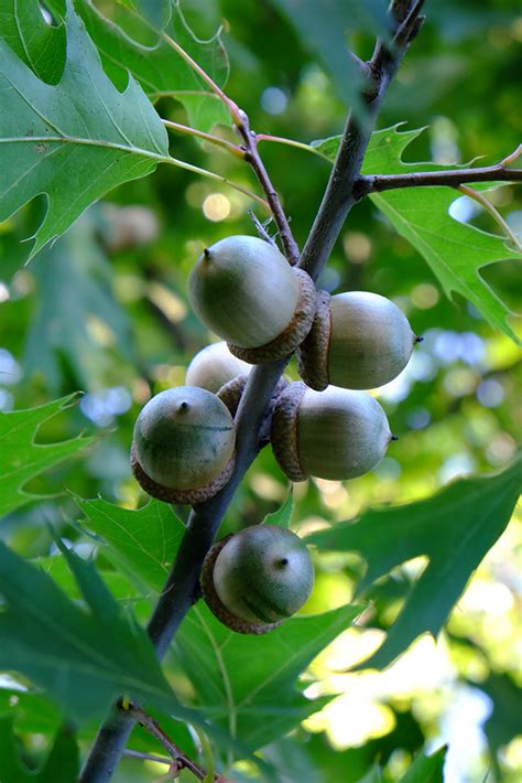 What To Plant Toronto Nature Stewards