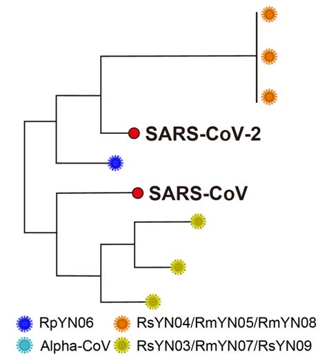 The Remarkable Diversity Of Bat Coronaviruses Virology Blog