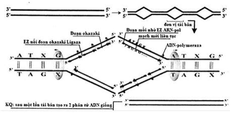 Một đoạn ADN ở khoảng giữa 1 XAY XAXa đơn vị nhân đôi như hình vẽ O