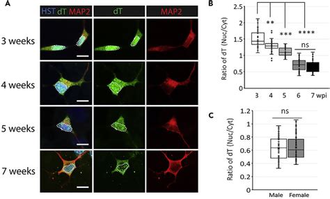 Influence Of Developmental Stages And Sex On Mrna Subcellular Download Scientific Diagram