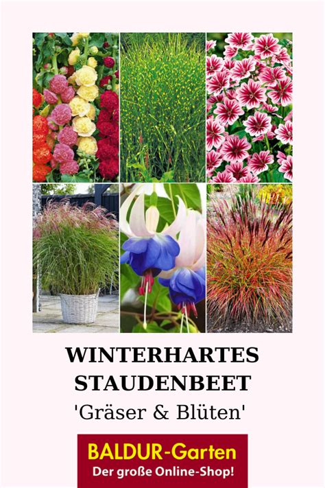 Winterhartes Staudenbeet Gräser Blüten BALDUR Garten Staudenbeet