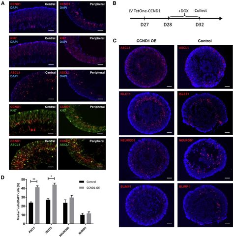 Characterization Of Ccnd1 Function In Rpc Commitment A Immunostaining