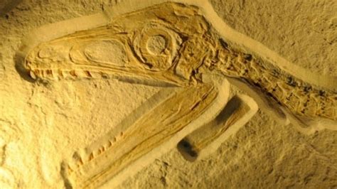 Descubren Una Nueva Especie De Dinosaurio En Argentina Noticias Rcn