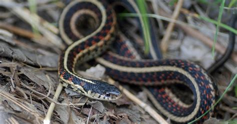 Explore Missouri: Garter Snake