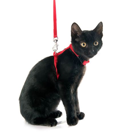 12 Best Escape Proof Cat Harness Options Your Cat Can't Overcome 2023 I ...