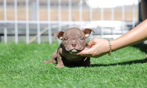 What is an Exotic Bully, and Where Do I Get One of These Bully Puppies ...