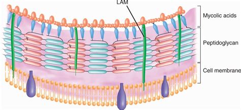 Mycobacterium Tuberculosis Bacteria Structure