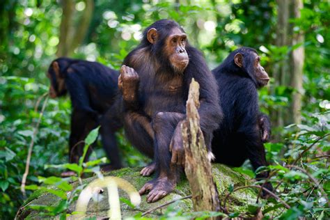 Study finds disease poses risk to chimp conservation - Vet Practice Magazine