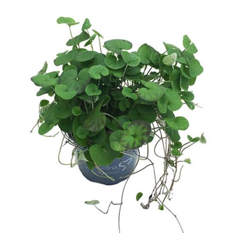 Dichondra - Emerald Falls - Bygrowers®