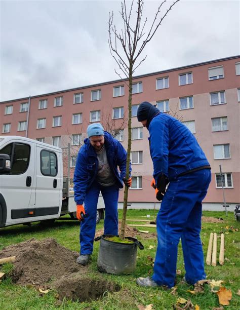 Kolejne Nasadzenia Drzew Na Osiedlach Sm Owicka Sp Dzielnia