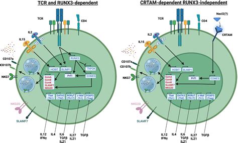 Frontiers Cytotoxic Cd T Cells In The Mucosa And In Cancer