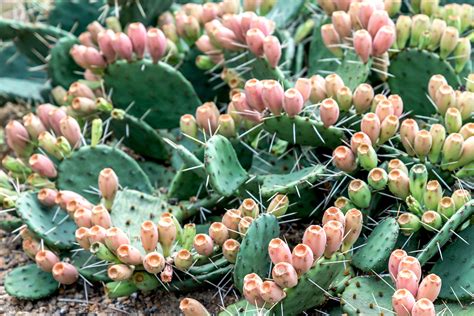 Prickly Pear Cactus Plant Care And Growing Guide