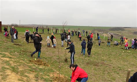 Exemplu de bună practică sute de arbori au fost plantați în apropierea