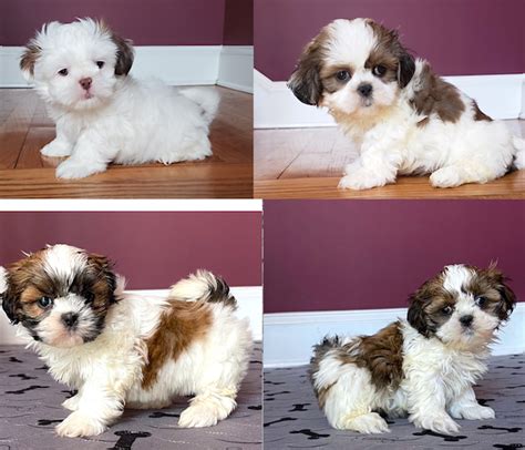 Justin S T Cups Toy Pups Is A Shih Tzu Puppy For Sale In Marietta Ga