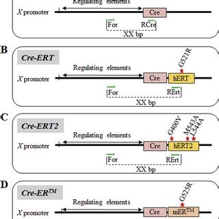 representation    cre recombinase constructs