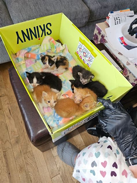 Pets Needing New Homes-Yakima Valley | Facebook