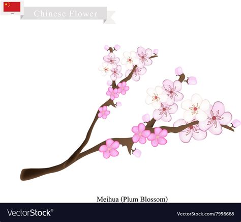 Meihua or plum blossom a popular flower in china Vector Image