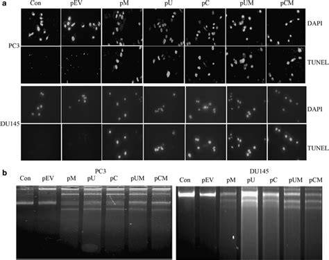 Downregulation Of Mmp Upar And Cathepsin B Induces Apoptosis