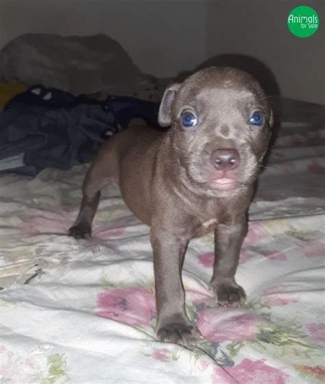 Lindas Feminhas De American Bully Salvador BA