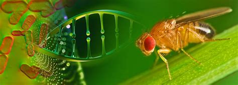 Simple Fruit Fly Gene Map