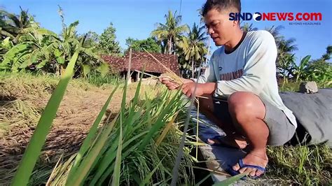 Padi Petani Kulon Progo Diserang Hama Wereng Hasil Panen Anjlok