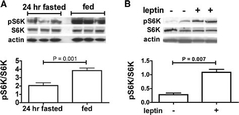 Mediobasal Hypothalamic p70 S6 Kinase 1 Modulates the Control of Energy ... 